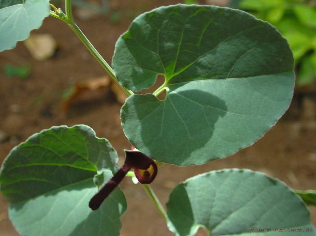 Aristolochia bracteata-1.jpg Aristolochia bracteata-1.jpg